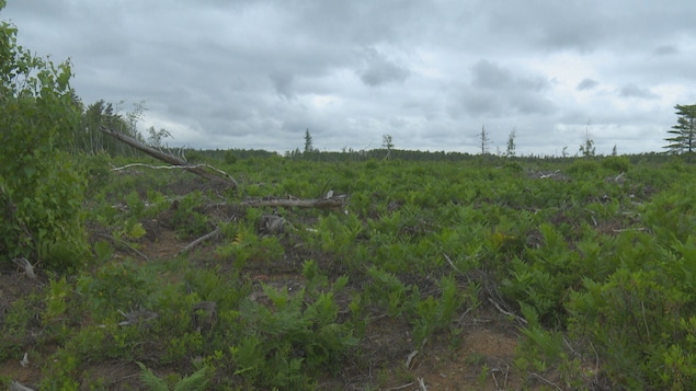 Bleuetières sur l’ancien champ de tir de Tracadie : la population veut se faire entendre