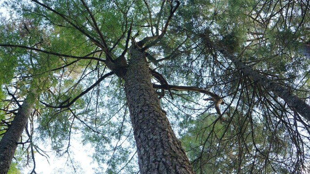 Un arbre de 532 ans serait le plus âgé dans les Maritimes
