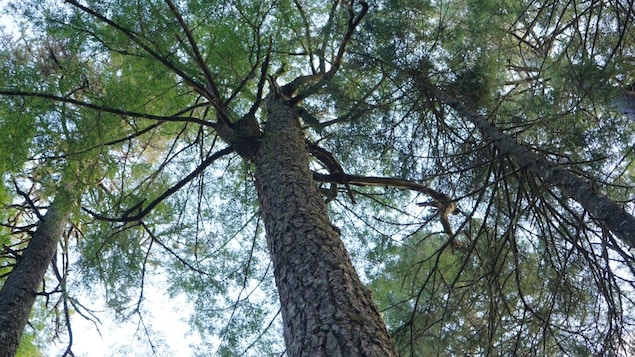 Un arbre de 532 ans serait le plus âgé dans les Maritimes