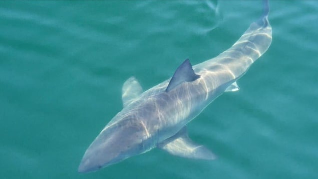 Des experts confirment que le nombre de requins signalés dans les Maritimes augmente