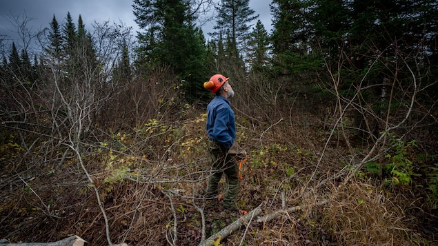 un travailleur forestier.