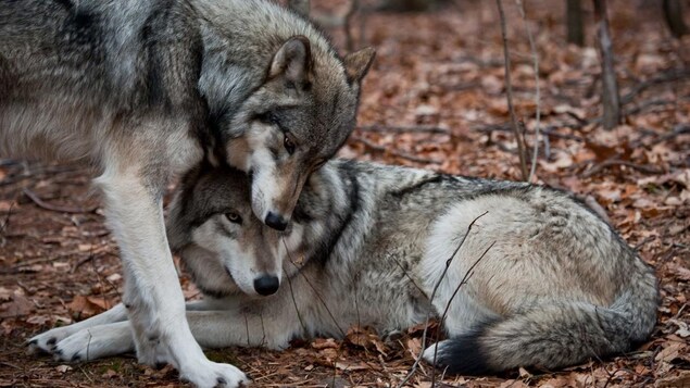 Deux loups se cajolent en forêt