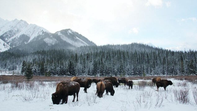 Un troupeau de bisons dans une prairie enneigée des Rocheuses. Un troupeau de bisons dans une prairie enneigée des Rocheuses.