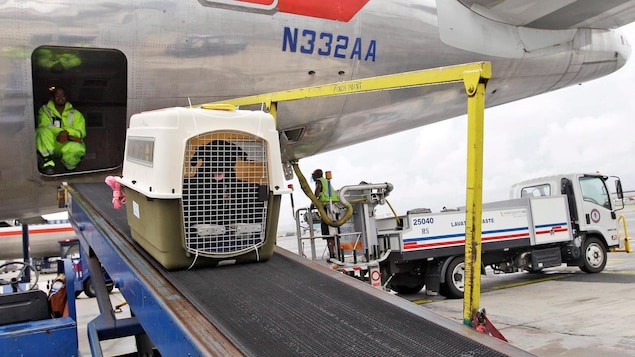 Une cage de transport avec un chien à l'intérieur est sortie de la soute d'un avion.
