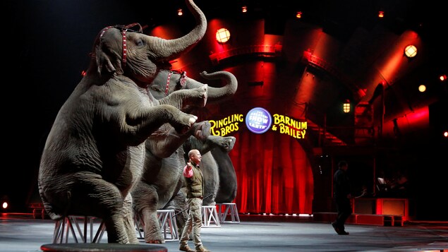 Des éléphants dans un cirque. Des éléphants dans un cirque.