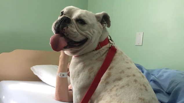 Prisonniers et travailleurs de la santé pleurent la mort d’une bulldog thérapeutique