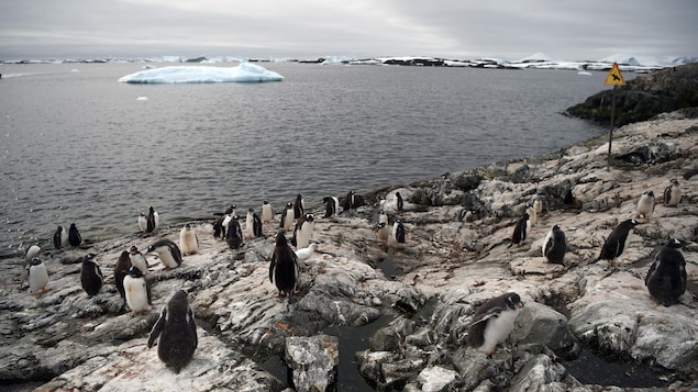 Des dizaines de pingouins sur le bord de l'océan Antarctique.