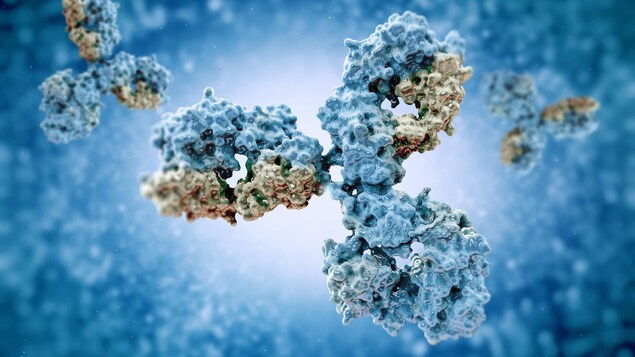Représentation d'un anticorps
