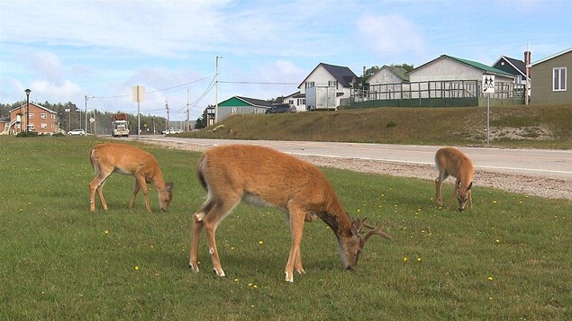 Les cerfs de Virginie ne se formalisent pas de la présence humaine sur Anticosti. Les cerfs de Virginie ne se formalisent pas de la présence humaine sur Anticosti.