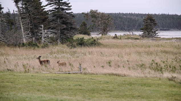 La SÉPAQ achète les deux tiers de la pourvoirie Safari Anticosti