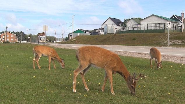 Les chevreuils broutent aux abords du village de Port-Menier, à l'île d'Anticosti.