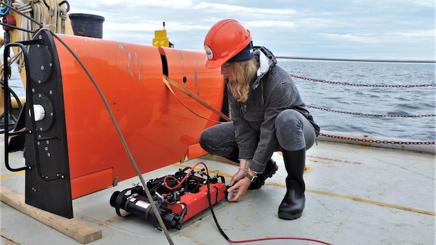 Les algues de l’île d’Anticosti, des trésors sous-marins | Radio-Canada.ca