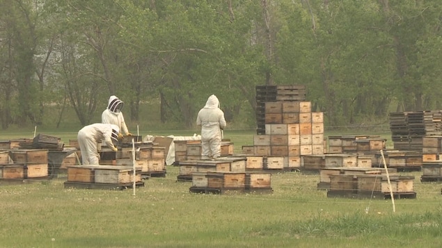 Feux en Alberta : la fumée touche aussi les abeilles