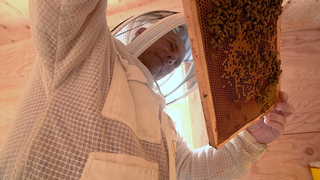 Nazar Pukshyn inspecte les abeilles.