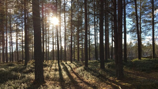 The sun is show shining through a forest. 