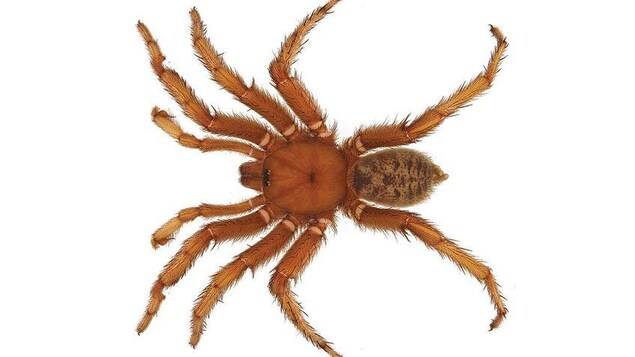 Aptostichus barackobamai Aptostichus barackobamai