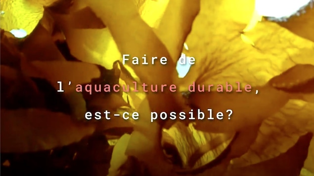 Des algues flottent dans l'eau.
