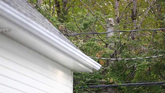 Une branche d'arbre est tombée sur un fil électrique. Une branche d'arbre est tombée sur un fil électrique.