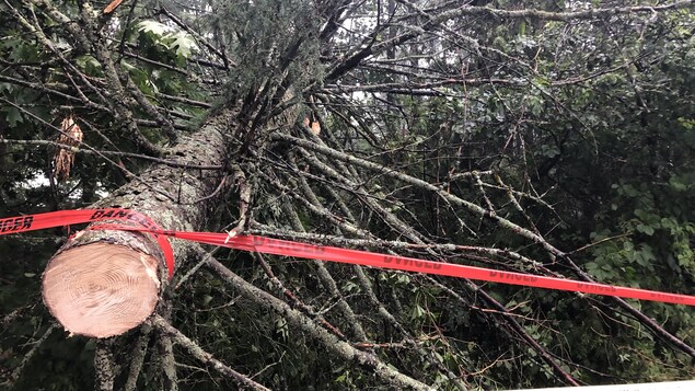 Un important tronc d'arbre tombé en pleine rue