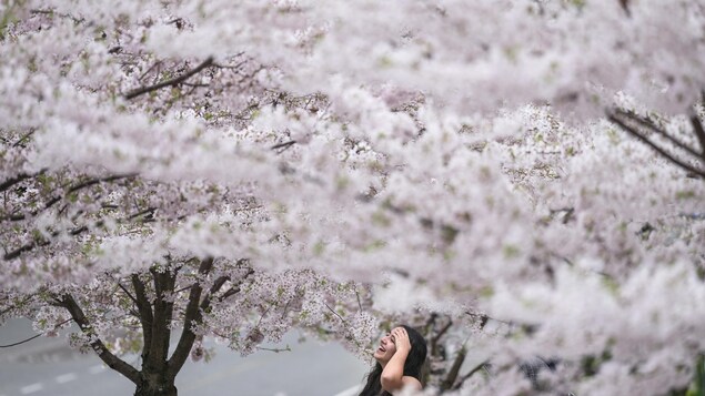 Une femme au milieu des cerisiers en fleurs, près de l'Université de la Colombie-Britannique, à Vancouver.