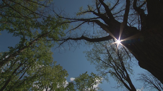 Des arbres de Québec décimés par la chenille spongieuse.