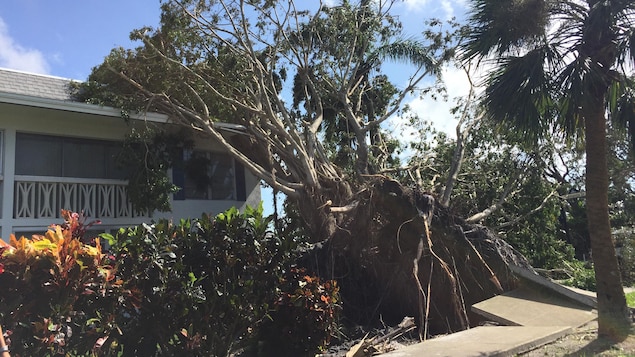 Un arbre déraciné, à Naples. Un arbre déraciné, à Naples.