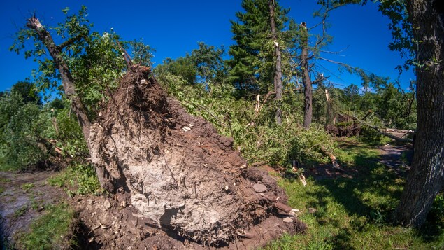 Un arbre déraciné par le vent.