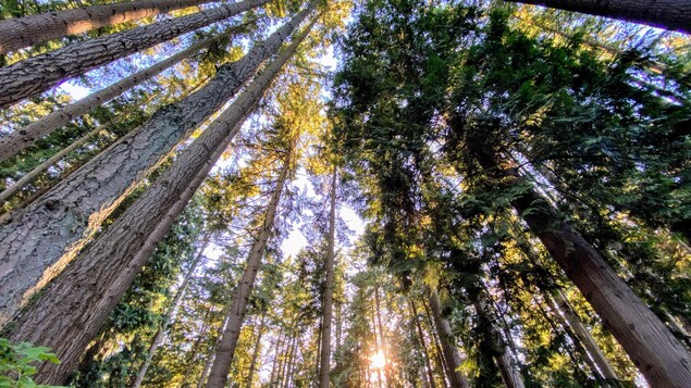 « Un marathon, pas un sprint » : la saison de plantation d’arbres est lancée au pays