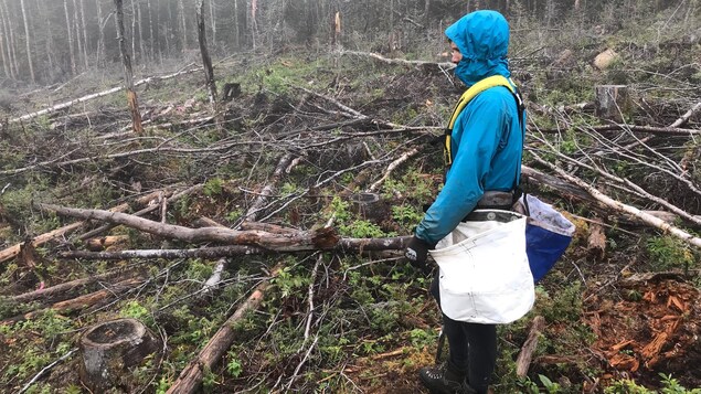 La dure réalité du métier de planteur d'arbres est revenue rapidement aux membres du groupe. La dure réalité du métier de planteur d'arbres est revenue rapidement aux membres du groupe.
