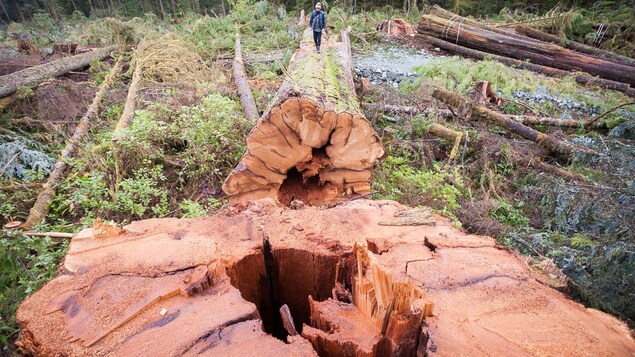 La C.-B. se félicite de ses plus bas niveaux d’exploitations de forêts anciennes