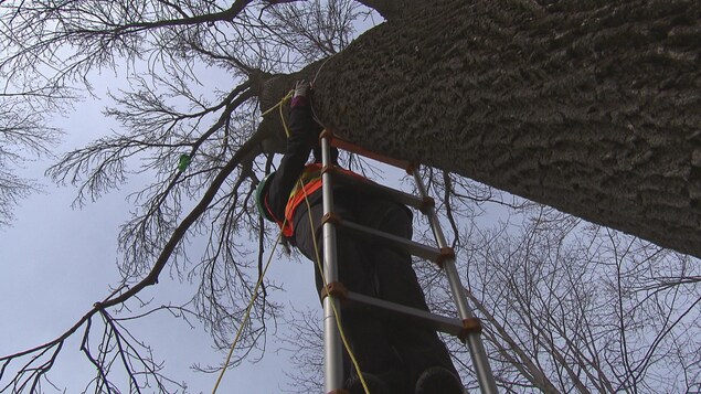 Travailleuse dans une échelle près d'un arbre Travailleuse dans une échelle près d'un arbre