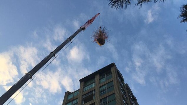 Une imposante grue enlève un arbre mort du sommet d'une tour d'habitation. Une imposante grue enlève un arbre mort du sommet d'une tour d'habitation.