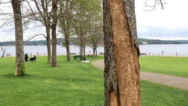 L’agrile du frêne force l’abattage de 80 arbres dans un parc de Bedford