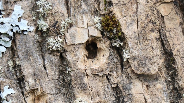 Avis aux campeurs et aux citoyens de la Gaspésie : « gardez votre bois chez vous! »