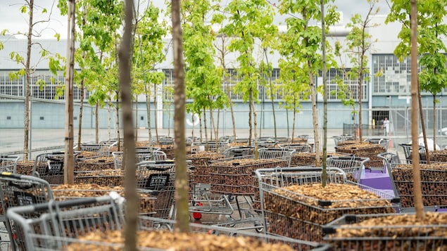 Des arbres dans des chariots d'épicerie.