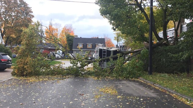Un arbre coupe la rue en deux. Un arbre coupe la rue en deux.