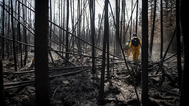 جنود في غابة أحرقت أشجارها بالنيران.