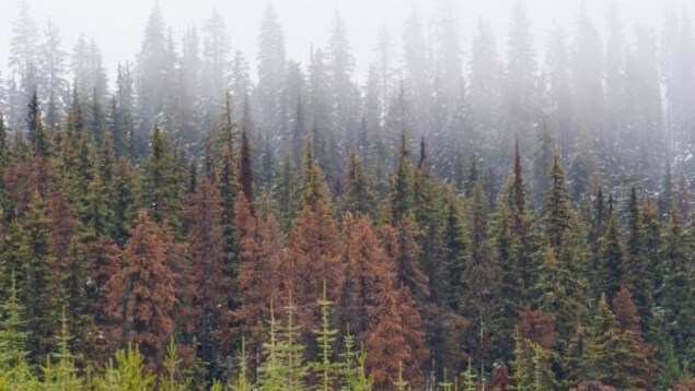 La forêt près de Jasper La forêt près de Jasper
