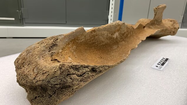 Un os de mammouth posé sur une table. (janvier 2023)