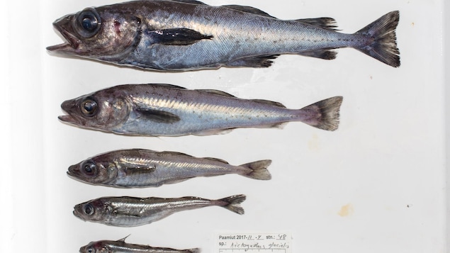 Un type de morue, Arctogadus glacialis, qui se trouve en Arctique Un type de morue, Arctogadus glacialis, qui se trouve en Arctique