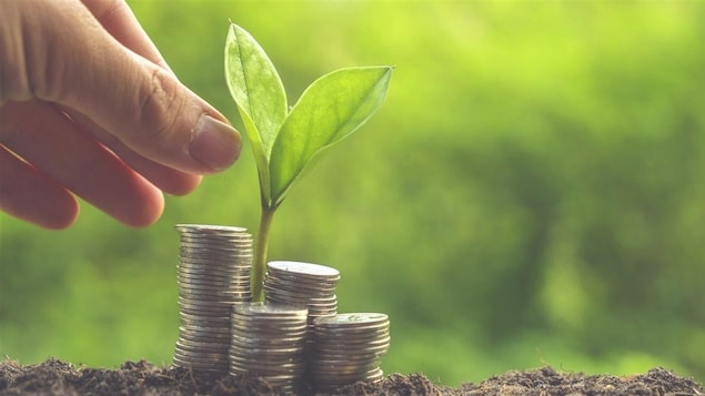 Une plante est en train de germer au travers de pièces de monnaie.