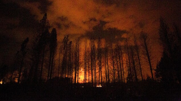 Incendios arrasan miles de hectáreas de bosque en Argentina