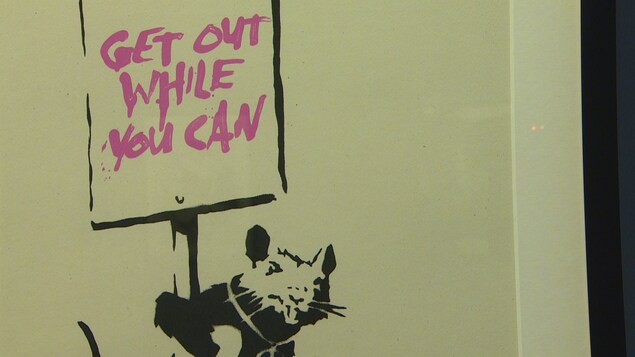 Une image d'un rat. Une image d'un rat.