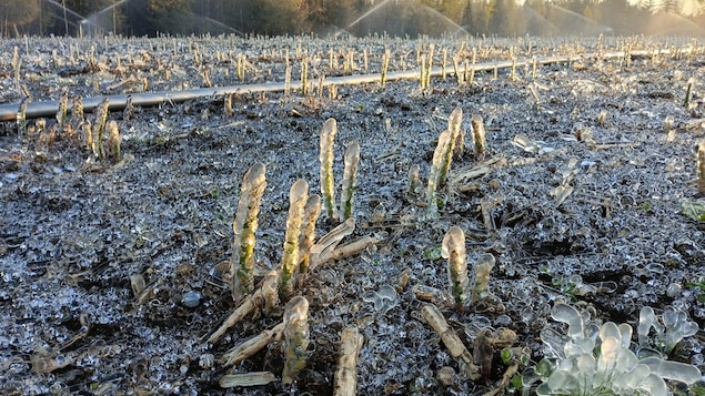 Des récoltes détruites par le froid en Estrie