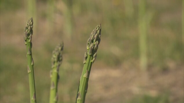 Des asperges dans un champ.