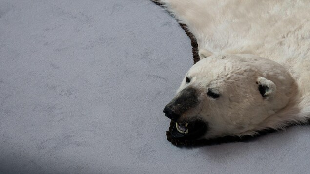 Une peau d'ours polaire.