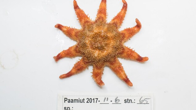 Une étoile de mer commune au Saint-Laurent et à l'océan Arctique Une étoile de mer commune au Saint-Laurent et à l'océan Arctique