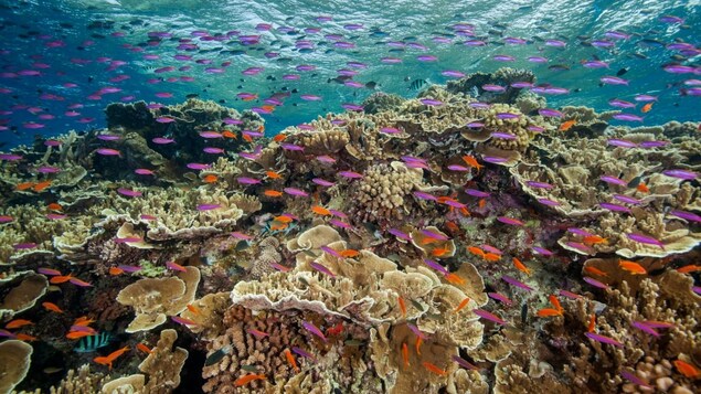The world's oceans are the most acidic in at least 26,000 years, the UN agency said. (J. Sumerling/Great Barrier Reef Marine Park Authority via Associated Press)