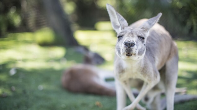 Un kangourou en Australie Un kangourou en Australie