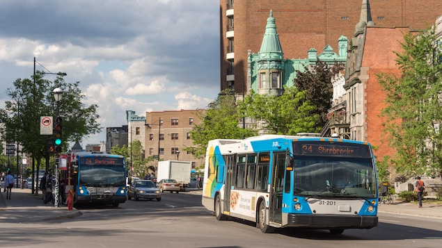 Des autobus de la STM, rue Sherbrooke. Des autobus de la STM, rue Sherbrooke.
